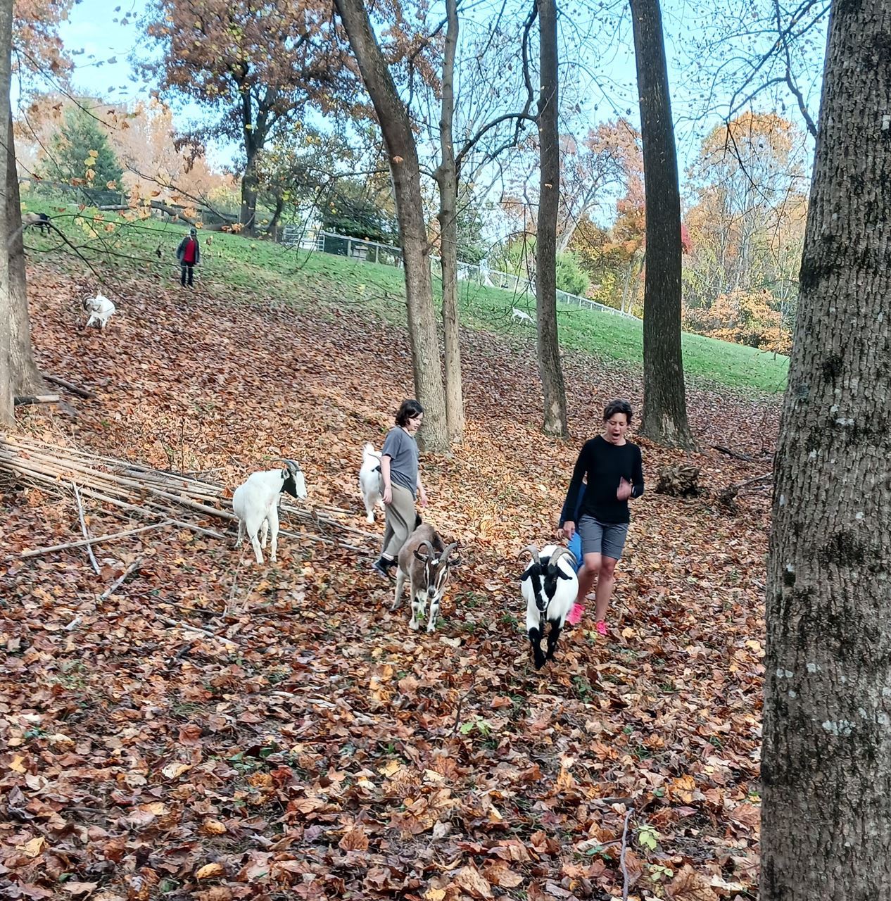 walk in the forest with rescue goats.