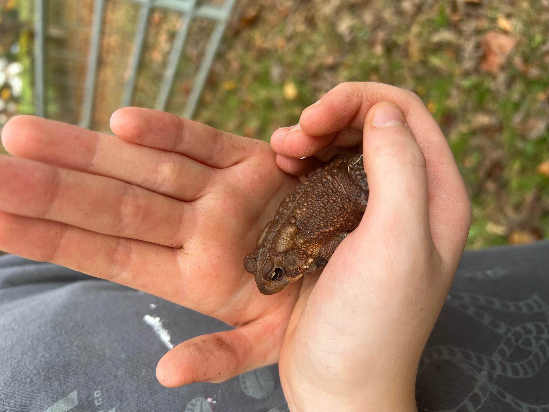 Toad found while composting.