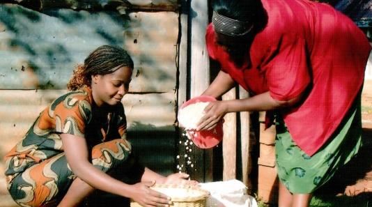 Seed program in Kenya